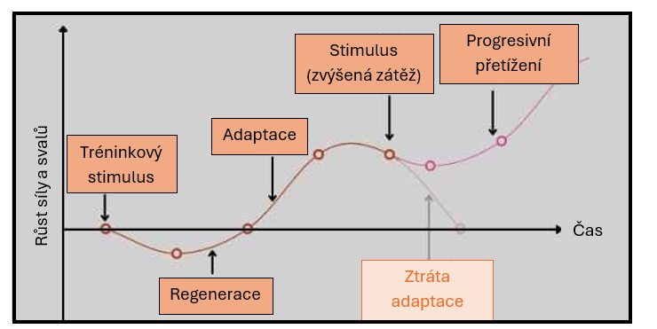 Progresivní adaptace svalů